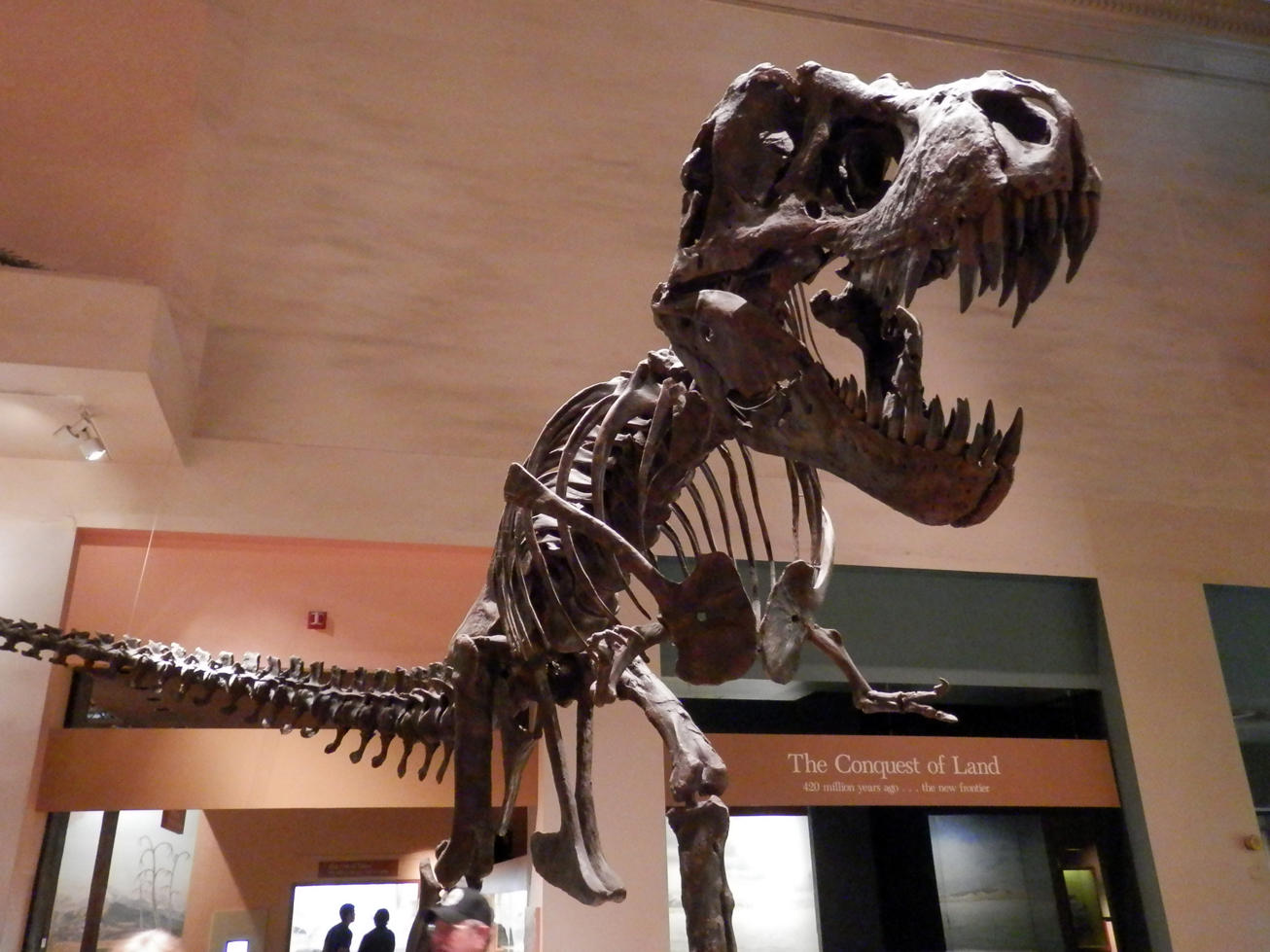 Un tyrannosaurus-rex.